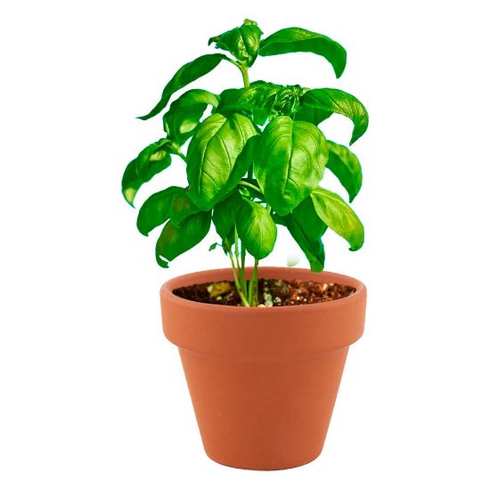 Imatge de Test Basil