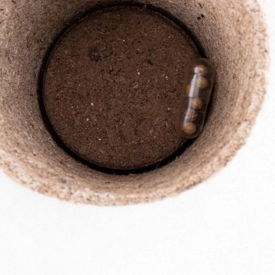 Imatge de Maceta Biodegradable Ceres