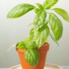 Imatge de Test Basil