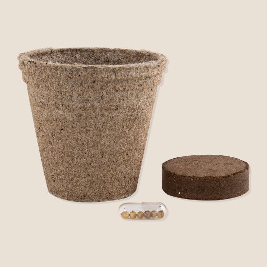 Imatge de Maceta Biodegradable Ceres
