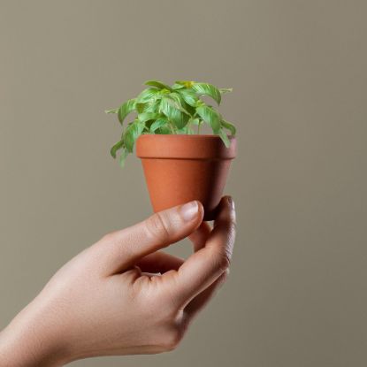 Imatge de Test Basil