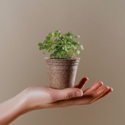 Imatge de Maceta Biodegradable Ceres